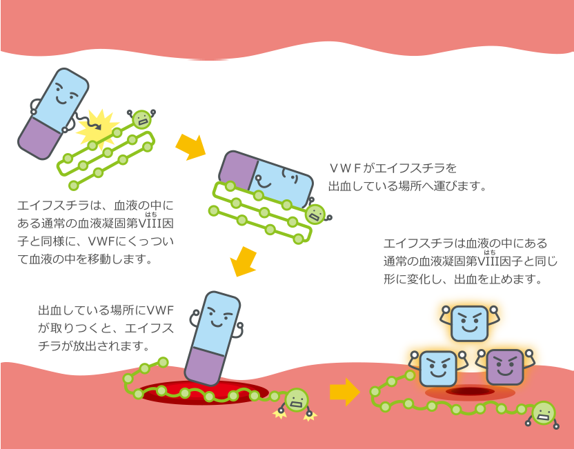 図：エイフスチラが出血を止めるまでの流れ